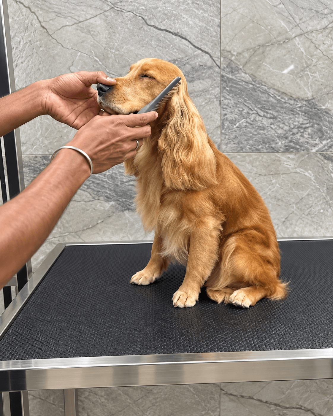 Professional dog grooming session